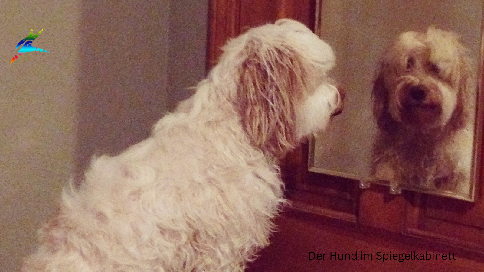 Der Hund im Spiegelkabinett